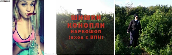 сатива Сатка